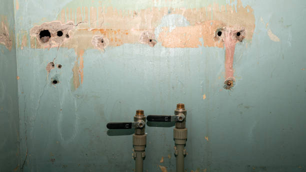Best Mold removal after water damage  in Flagstaff, AZ